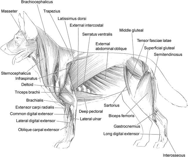 Dog Anatomy Muscles - Anatomy Diagram Book