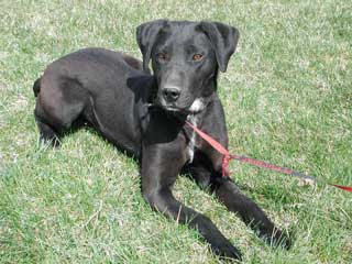 foxhound black lab mix