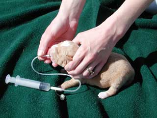 can a dog have a feeding tube