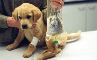 treatment for canine parvovirus