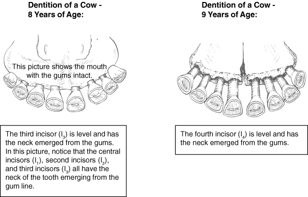cow teeth anatomy