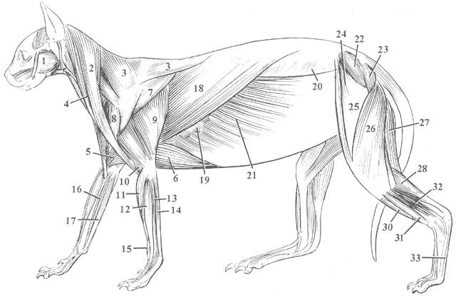 Anatomy