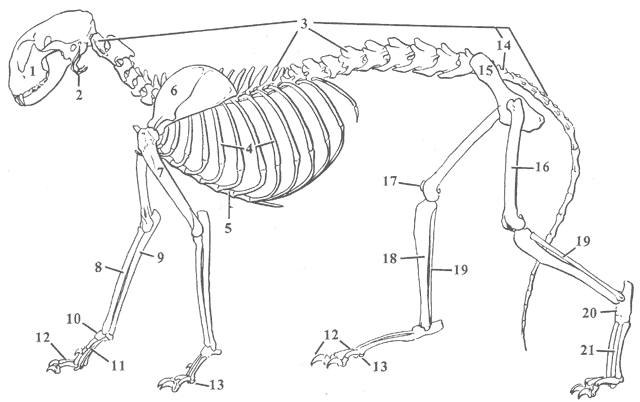 Anatomy