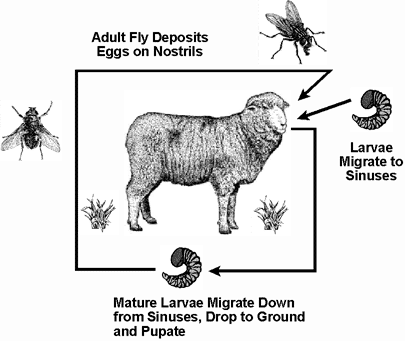 Oestrus ovis the sheep bot fly is a fly that deposits its larvae in the  nose of mammals like goats and sheep and can cause serious damage Stock  Photo