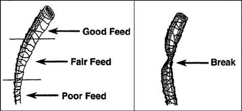 Wool Biology