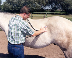 Dr. Cody W. Faerber checking a horse